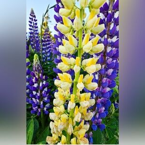 Meet your Posher, Leslie